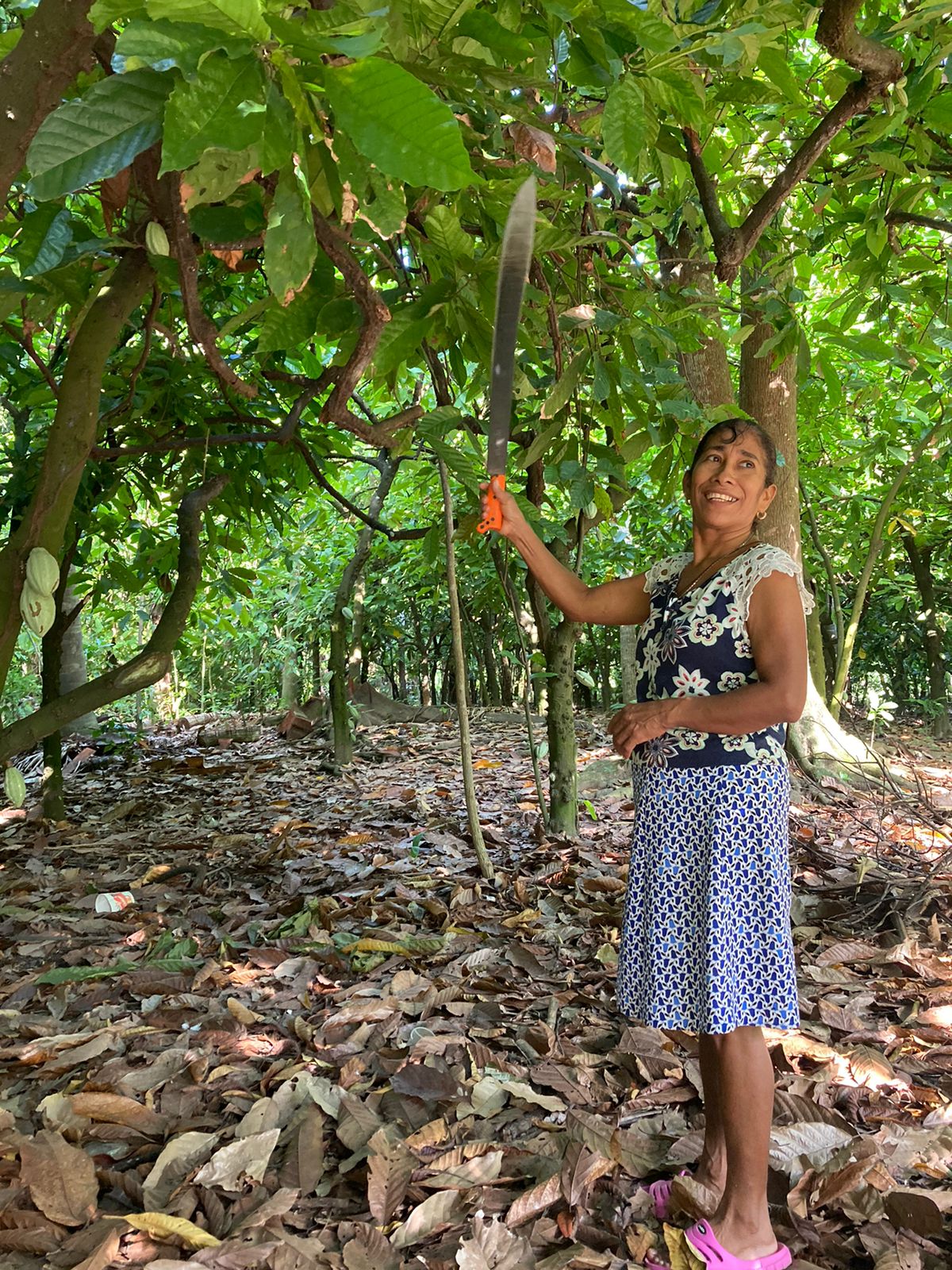 Cacao de Tabasco